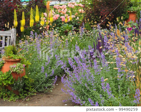 盛開的藥草園 盛開的藥草園 99490259