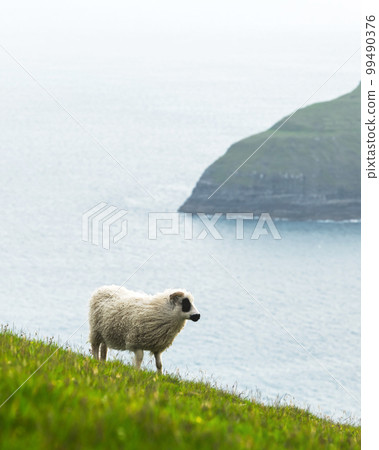 Morning view on the summer Faroe islands Morning view on the summer Faroe islands 99490376