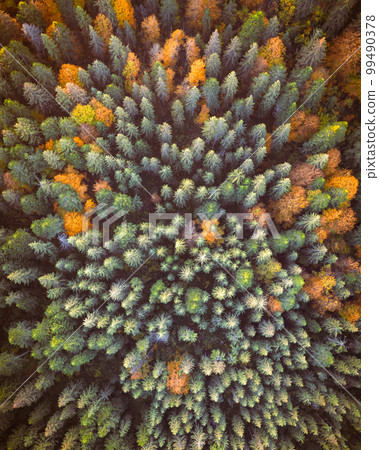 Orange and red autumn trees in colorful forest 99490378