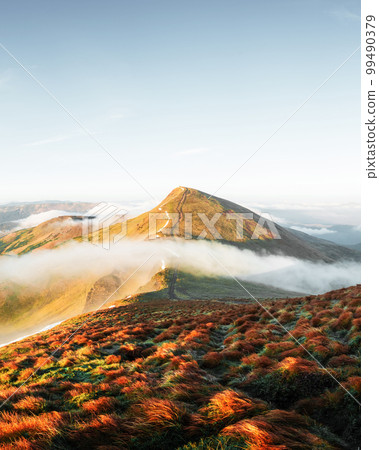 Orange grass trembling in the wind in autumn mountains 99490379