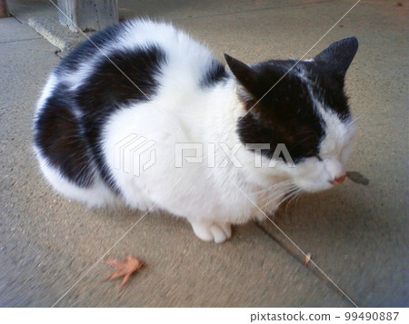 Cat basking in the sun ④ Cat basking in the sun ④ 99490887