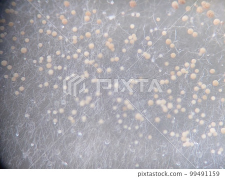 small white mold spores 99491159