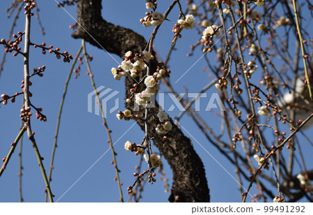 早春垂枝梅 99491292