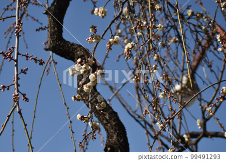 早春垂枝梅 99491293