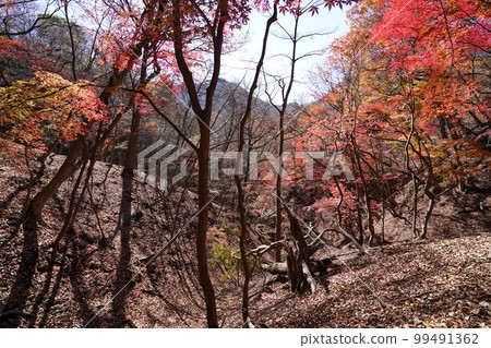 On the way to the Sanpokyo Hiking Trail Commonly known as Momiji Valley Autumn Leaves November 25, 2022 On the way to the Sanpokyo Hiking Trail Commonly known as Momiji Valley Autumn Leaves November 25, 2022 99491362