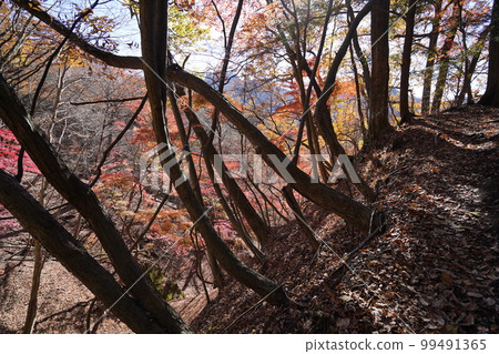 On the way to the Sanpokyo Hiking Trail Commonly known as Momiji Valley Autumn Leaves November 25, 2022 On the way to the Sanpokyo Hiking Trail Commonly known as Momiji Valley Autumn Leaves November 25, 2022 99491365