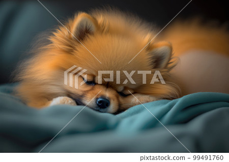 Pomeranian sleeping on a fluffy bed Pomeranian sleeping on a fluffy bed 99491760
