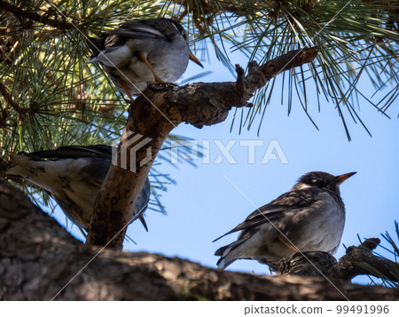 八哥棲息在松樹上 八哥棲息在松樹上 99491996