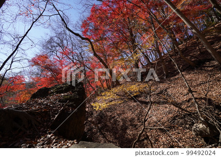 在前往俗稱紅葉谷秋葉的三寶橋徒步旅行路線的路上 2022 年 11 月 25 日 99492024