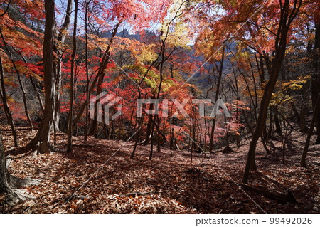 On the way to the Sanpokyo Hiking Trail Commonly known as Momiji Valley Autumn Leaves November 25, 2022 On the way to the Sanpokyo Hiking Trail Commonly known as Momiji Valley Autumn Leaves November 25, 2022 99492026