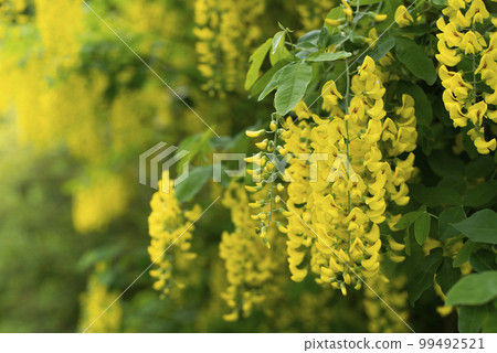 Scottish laburnum flowers spring time closep 99492521