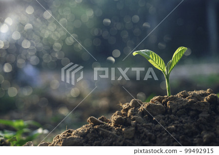 Growing plant,Young plant in the morning light on ground background, New life concept.Small plant on the ground in spring. Growing plant,Young plant in the morning light on ground background, New life concept.Small plant on the ground in spring. 99492915