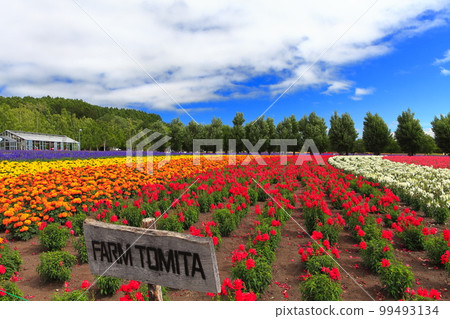 [Hokkaido] Farm Tomita in sunny weather 99493134