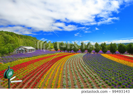 [Hokkaido] Farm Tomita in sunny weather 99493143