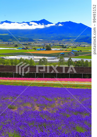 [北海道]晴天的富田農場 99493152