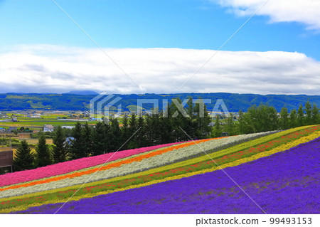 [北海道]晴天的富田農場 99493153