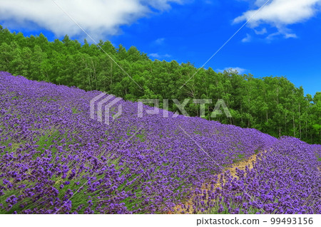 [Hokkaido] Farm Tomita in sunny weather 99493156
