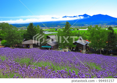 [Hokkaido] Farm Tomita in sunny weather 99493157