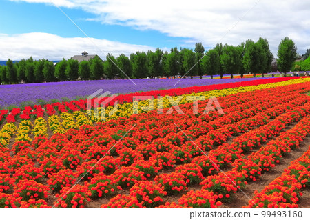 [北海道]晴天的富田農場 99493160