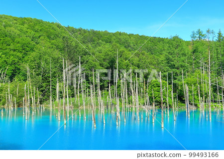 [Hokkaido] Aoi Pond under sunny summer, Biei Town 99493166