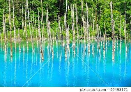 [北海道]美瑛町夏日陽光下的葵池塘 99493171