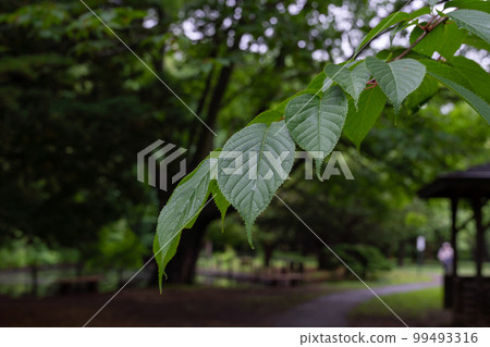 Park after rain 4 Park after rain 4 99493316