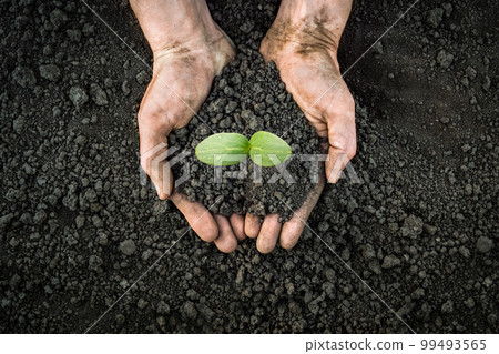 Handful of earth save environment. Sprouting plant on hands full of fertile soil farmer holding plant soil health environment day earth garden soil hands hold earth plant seedling sprout hand seedling 99493565