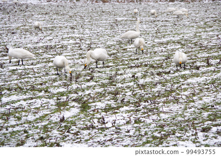 A flock of swans feeding on a field covered with light snow 99493755