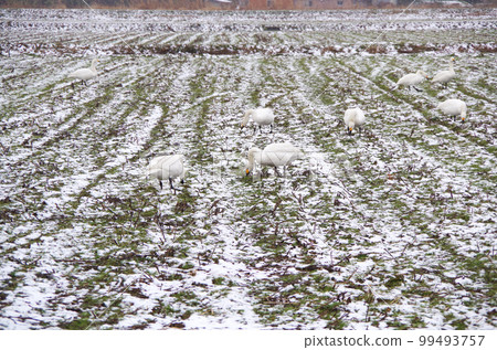 A flock of swans feeding on a field covered with light snow 99493757