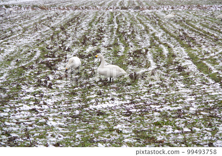 A flock of swans feeding on a field covered with light snow 99493758