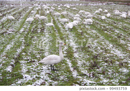 A flock of swans feeding on a field covered with light snow A flock of swans feeding on a field covered with light snow 99493759