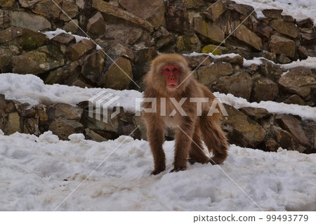 Snow mountain monkey Nagano 99493779