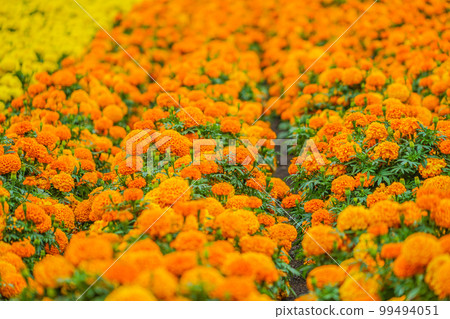 非洲萬壽菊（萬壽菊） 99494051