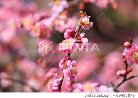 Cute plum blossoms in early spring in March Cute plum blossoms in early spring in March 99495079