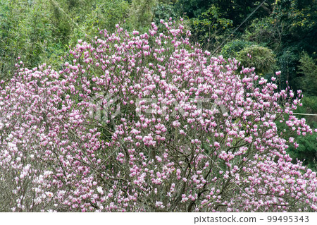 盛開的木蓮花 99495343