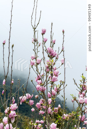 盛開的木蓮花 99495349