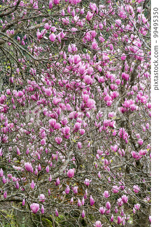盛開的木蓮花 99495350