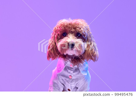 Portrait of charming brown Poodle dog wearing animal clothes posing over purple background in neon light filter. Fashion, beauty, health and vet Portrait of charming brown Poodle dog wearing animal clothes posing over purple background in neon light filter. Fashion, beauty, health and vet 99495476