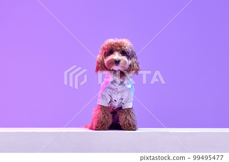 Portrait of charming brown Poodle dog wearing animal clothes looking at camera over purple background in neon light filter. Fashion, beauty, health and vet 99495477