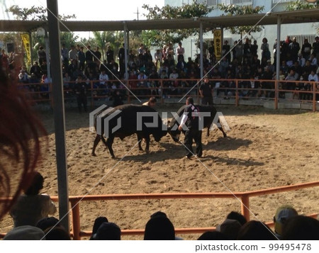 Ishigaki Island Bullfighting Tournament 99495478