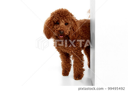 Cute red-brown poodle dog posing over white studio background. Pet looks happy, healthy and groomed. Concept of animal care, vet, fashion, ad Cute red-brown poodle dog posing over white studio background. Pet looks happy, healthy and groomed. Concept of animal care, vet, fashion, ad 99495492
