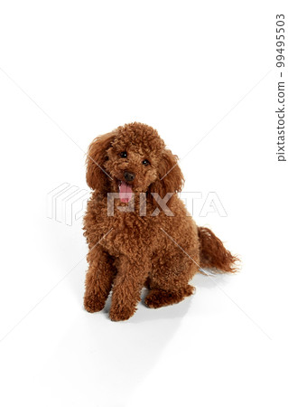 Cute red-brown poodle dog posing over white studio background. Pet looks happy, healthy and groomed. Concept of animal care, vet, fashion, ad Cute red-brown poodle dog posing over white studio background. Pet looks happy, healthy and groomed. Concept of animal care, vet, fashion, ad 99495503