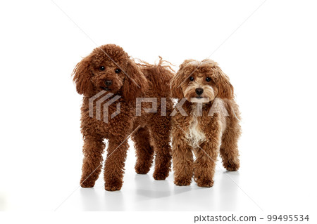 Two cute curly red-brown poodles, liitle dogs posing isolated over white studio background. Pet look happy, healthy and groomed. Concept of animal care, vet, fashion, ad 99495534