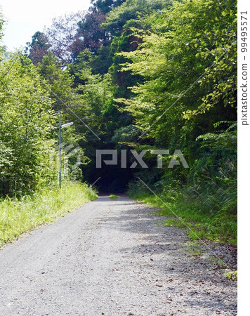 Path leading to fresh green forest and green tunnel 99495571
