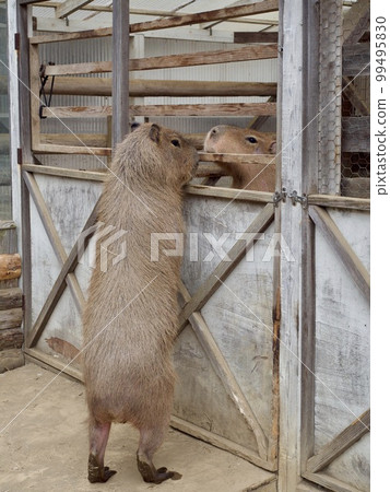 動物治療寵物 99495830