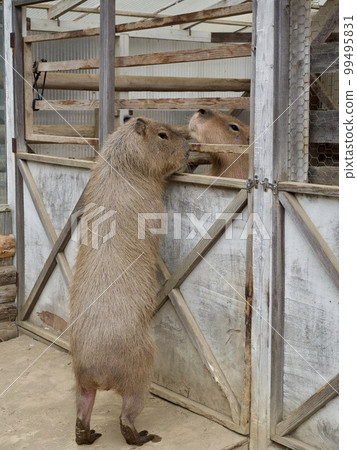 動物治療寵物海狸鼠海狸水豚 99495831