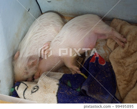 Sheep, goats, piglets, children Sheep, goats, piglets, children 99495895