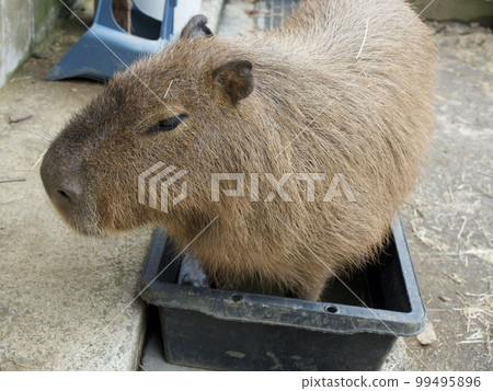 Sheep, goats, piglets, children Sheep, goats, piglets, children 99495896
