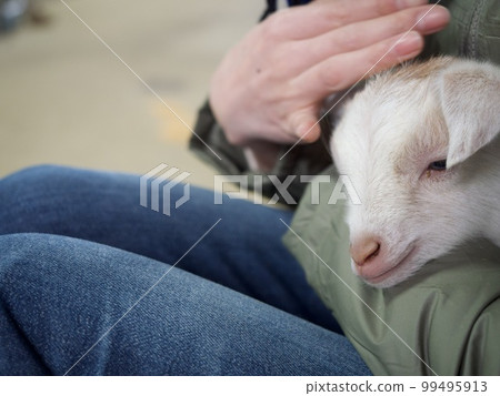 kid kid kid kid goat kid baby 99495913