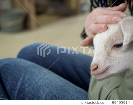 kid kid kid kid goat kid baby 99495914